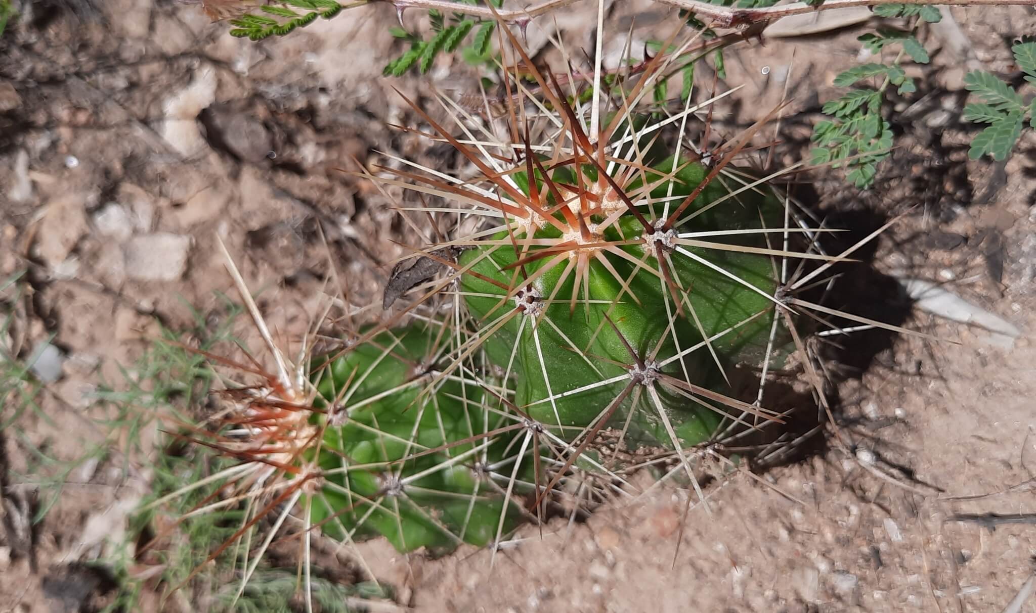 Echinocereus cinerascens